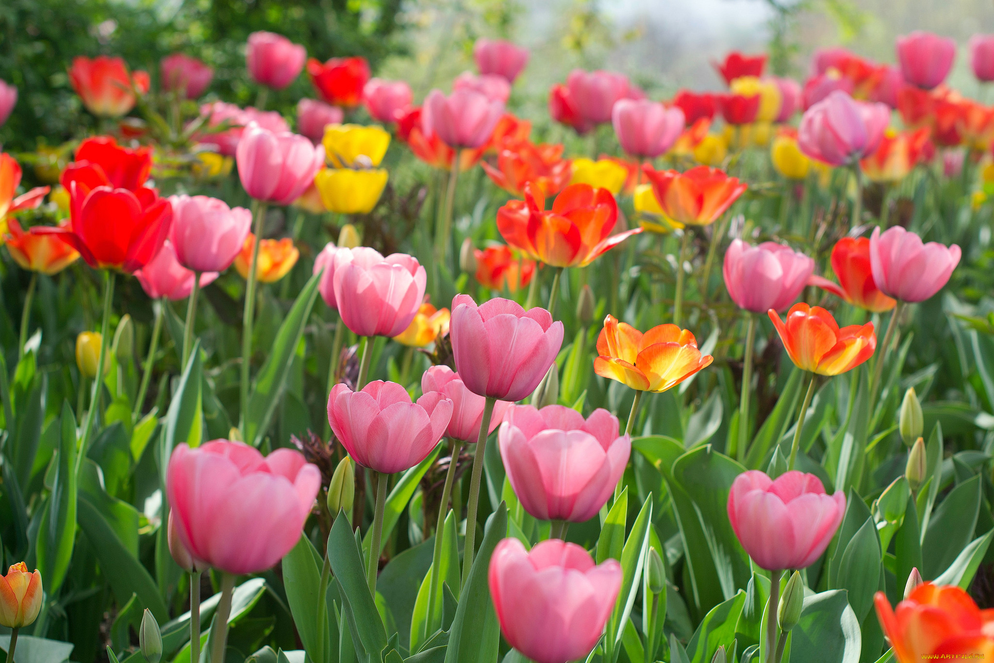 , , and, many, flowers, tulips, , , , , colorful, bloom